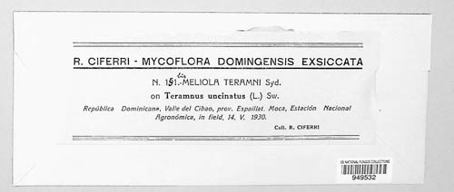 Meliola teramni image